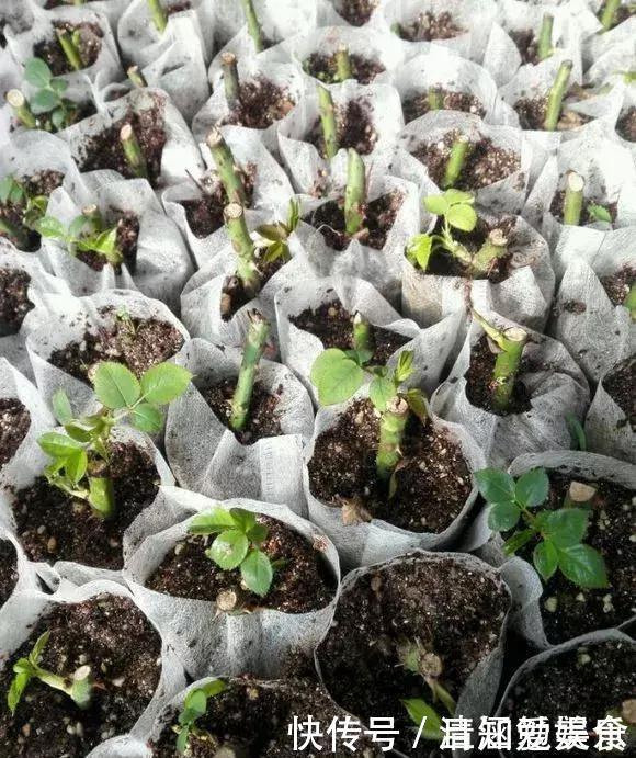 种花|垃圾桶中容易“捡到”的3种花，1分钱不花，养出几十盆，花开爆盆