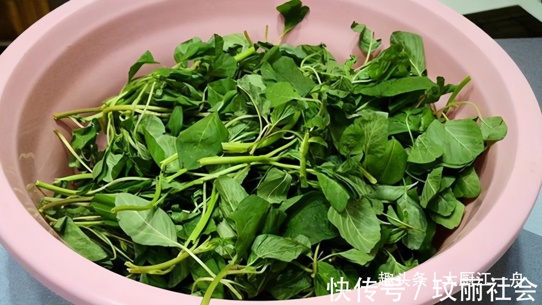 浑身|农村的这种野菜浑身都是宝，可惜很多人当草，夏季多吃一些防上火