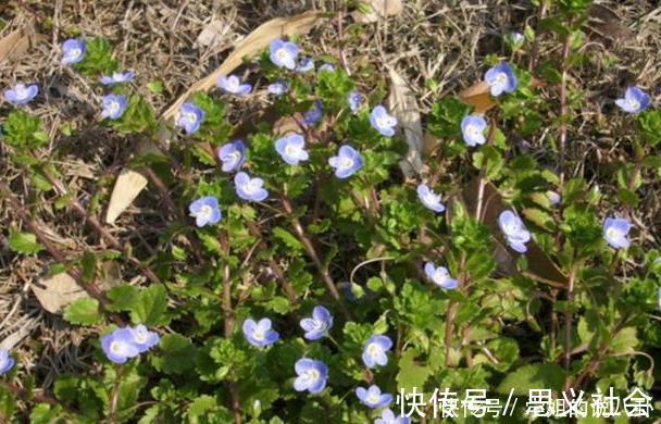 婆婆纳|农村2种花,号称“男人的加油站”,很多人都不知