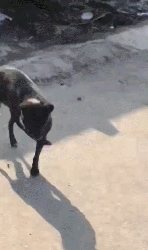 |搞笑GIF: 姑娘你好皮 是不是刚才不小心掉进水里面了