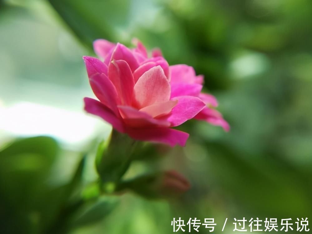 花友们|这3种花养一盆就上瘾,枝条贼好扦插,一盆能生好几盆
