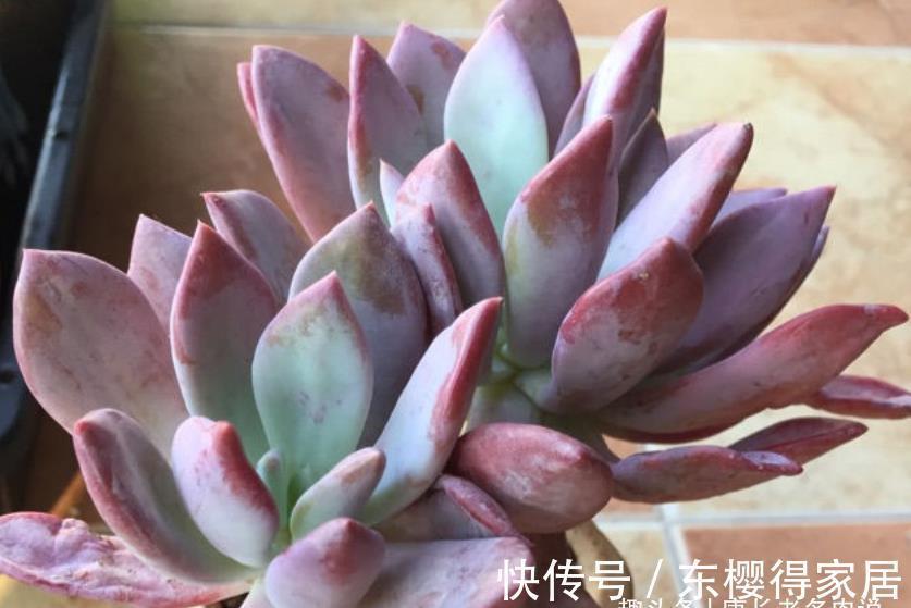 品种|炎炎夏日,我们来认识一下光听名字就很凉快的多肉——秋之霜