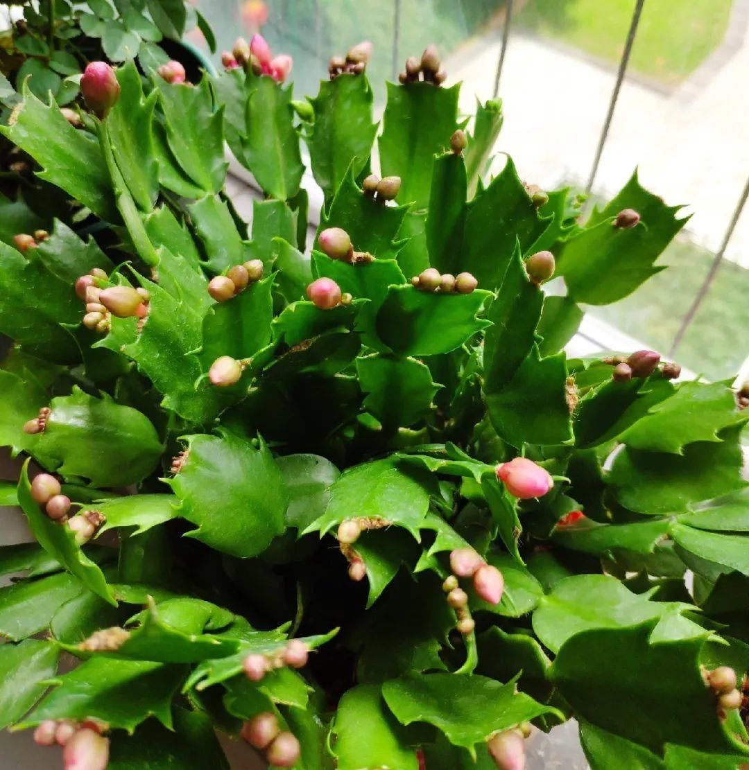 现在养蟹爪兰，1片叶子冒8朵花，下个月全开了