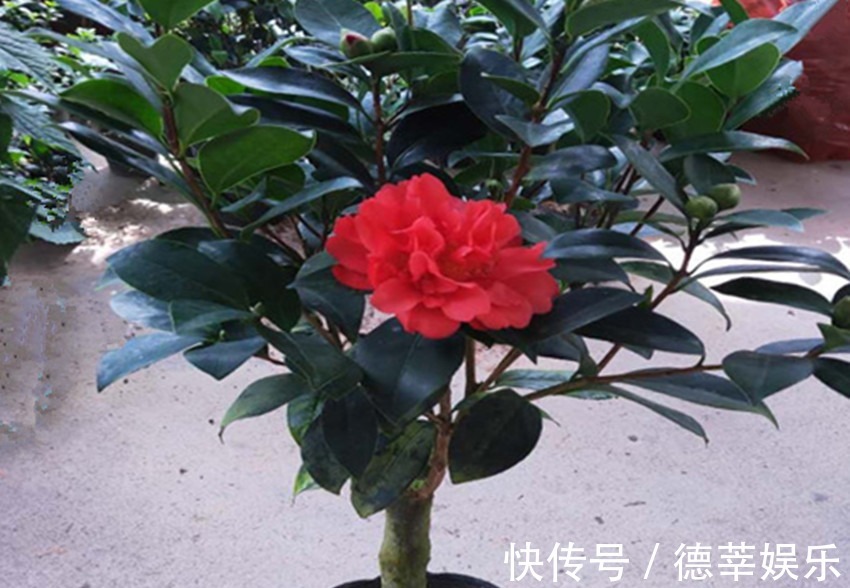 新一代懒人花,不惧酷暑和严寒,四季花开,宛如牡丹,名花之秀