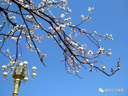 身边美景！杏花微雨后，春色满圣城