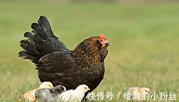 属鸡|农历几月出生属鸡人，在下半年大红大紫，脱贫致富，职场再创辉煌