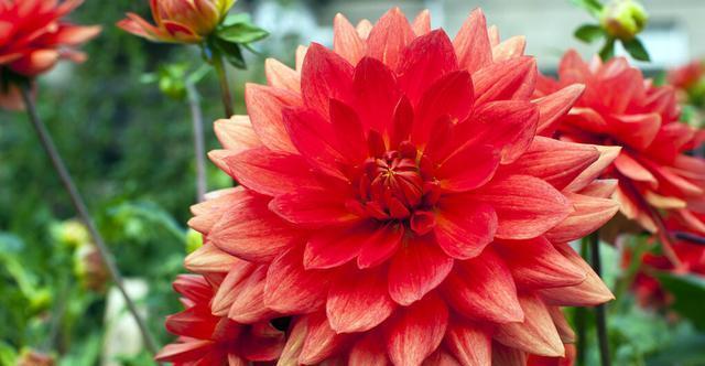 大丽花|五种花开花就变成“球”,好看好养还不挑地方,家里养一盆正合适