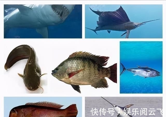 营养物质|怀孕多吃鱼娃更聪明?三种鱼不建议孕妈吃,否则坑的是肚子里的娃