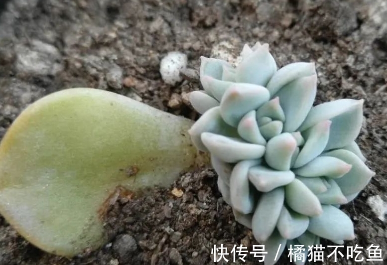 美美的大普货白牡丹虽容易相处,但使起性子来也格外刚烈