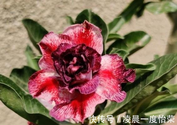 通风性|沙漠玫瑰也能养“挂”重点问题在这,找出原因并解决,才能养好
