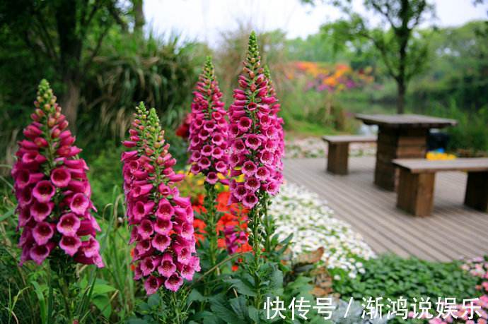 有机肥料|此花名字叫的“俗气”，但“开花量”比月季大，一年能长1米高