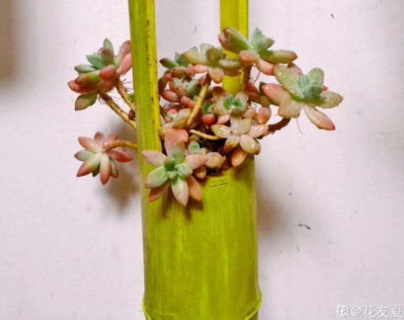 别人不要的烂木桩,我捡回家种多肉,价值翻了20倍!