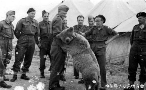 镇定自若|二战唯一一只战斗熊,镇定自若扛起几百斤炮弹,还有军衔和工资卡