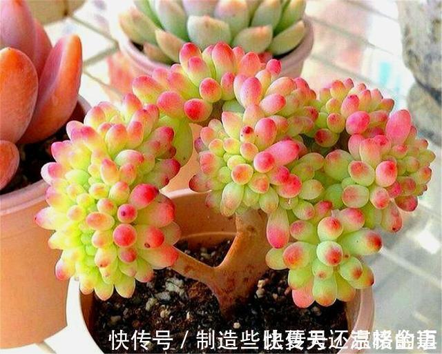 养护|多肉乙女心养护新方法,化整为零,养成果冻色大老桩