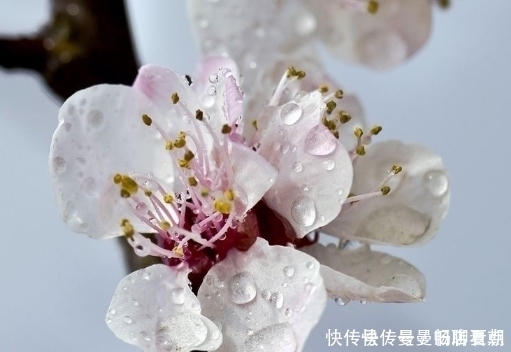 粉滓|花草是天然的化妆品,常用这4朵花,给你从头到脚的美丽肌肤