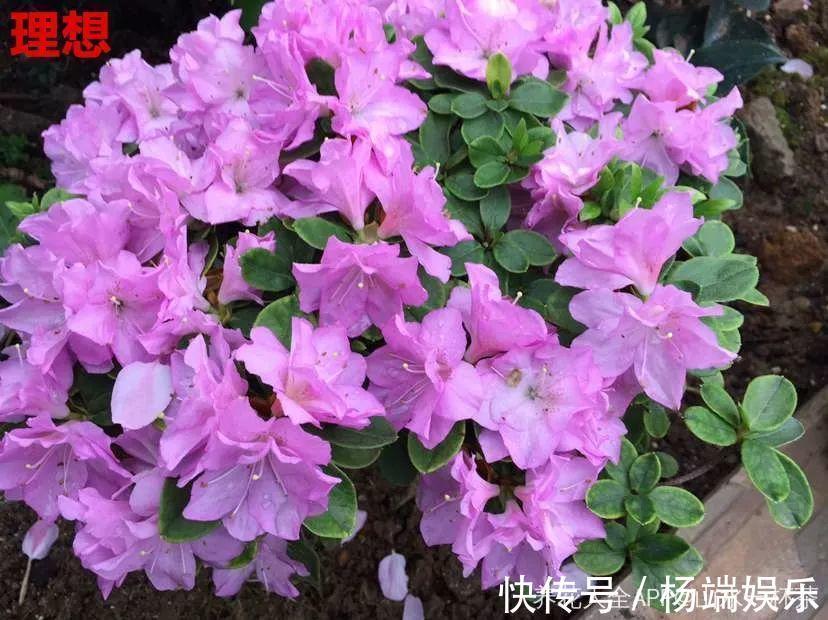 最难养的6种花,买一盆死一盆,想想都生气!