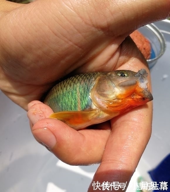 河道禁采砂后,一群桃花鱼迅速繁殖,数量极多,这是什么鱼