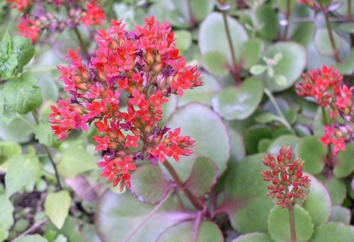 您家中可有盆栽这植物现在经济价值很高,值得你了解并重视