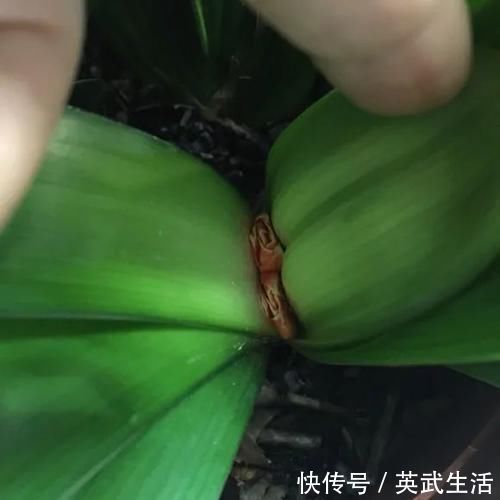 落花落蕾|7种花冬天要“春化”,必须冻满1个月,不然落花落蕾不开花!