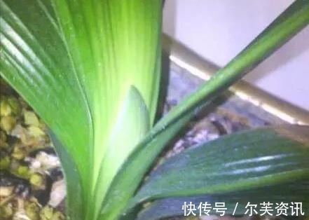 君子兰长太慢快去请“它”来帮忙,不只长新叶还能爆“侧芽”!