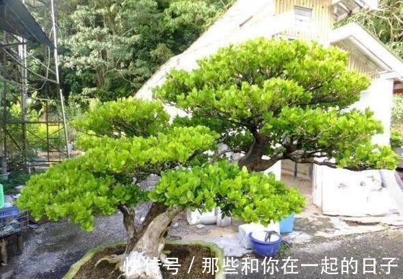 6种寓意美好的“树”,家里养上几盆,旺财又镇宅,年年发大财!