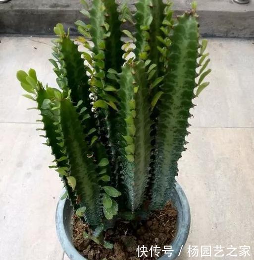 养这花不用太讲究,浇点水扔阳台,整个夏天都爆盆