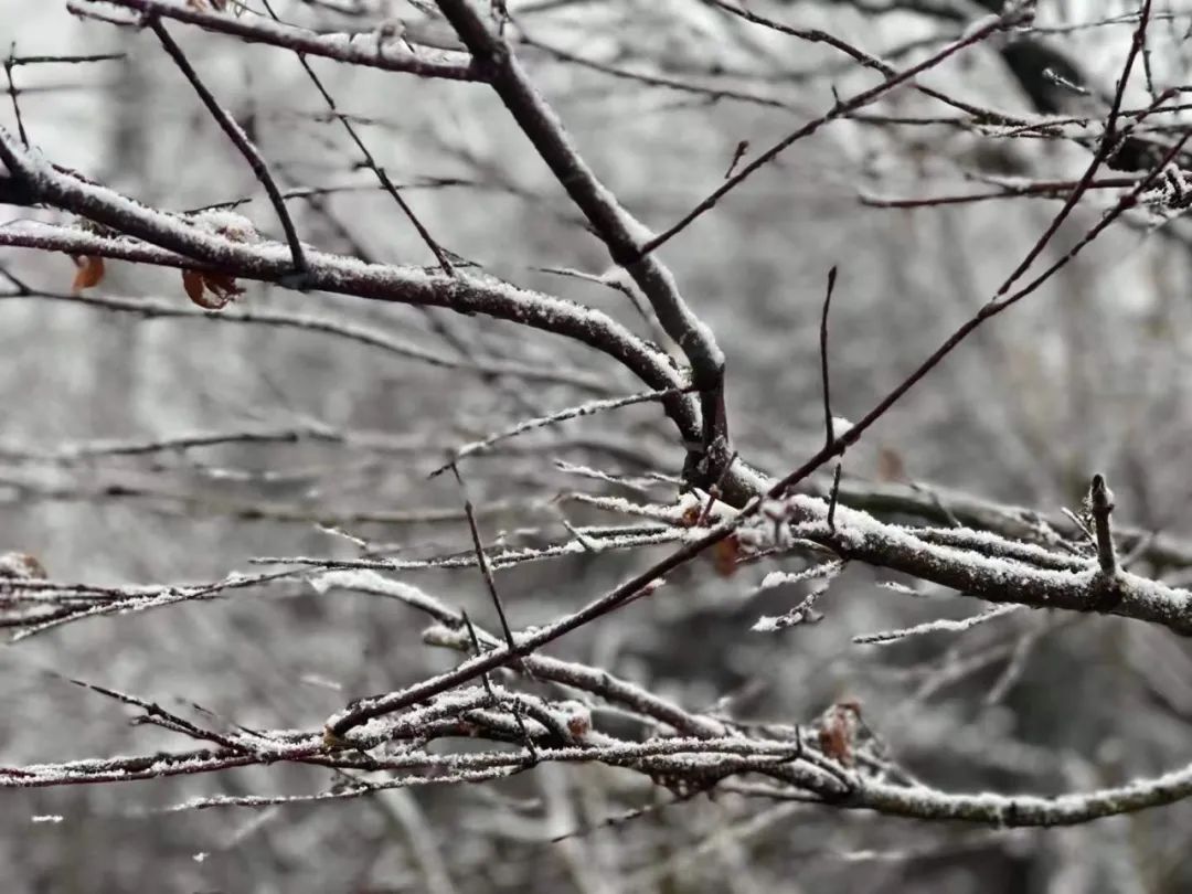 雪景|太美了！台州最新雪景！括苍山跌至-10℃，再现云海奇观（多图多视频）