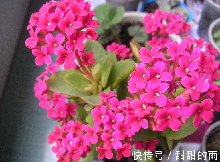 养护“长寿花”,生长不旺盛,原因在这里,此“溶液”作用很大!