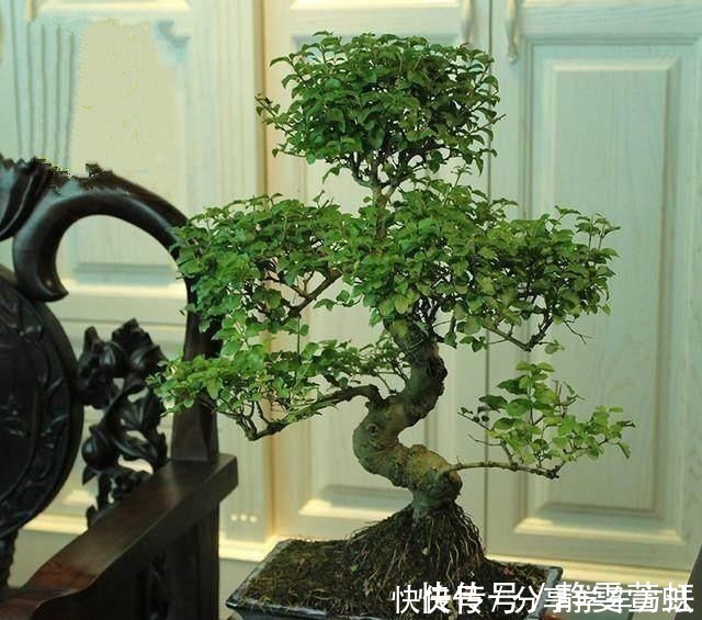 盆栽|这3种花越养越旺,摆在家里很惬意,精致小巧老桩更值钱!