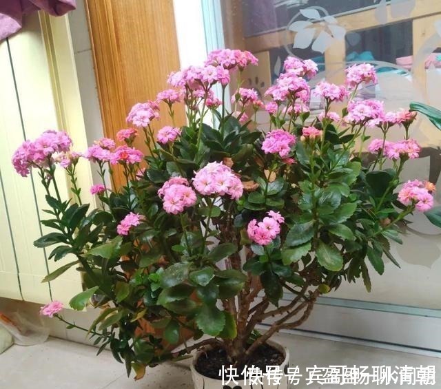 玉树|花盆越浅,开花越多,不信你试试!花盆越浅,开花越多,不信你试试!