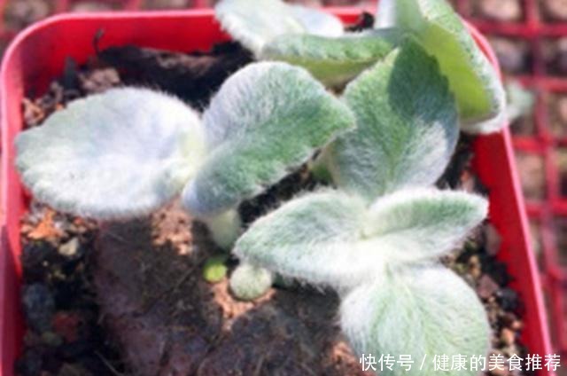 断崖女王,多肉里的“三项全能选手”,做好3点,花开又多又娇艳!