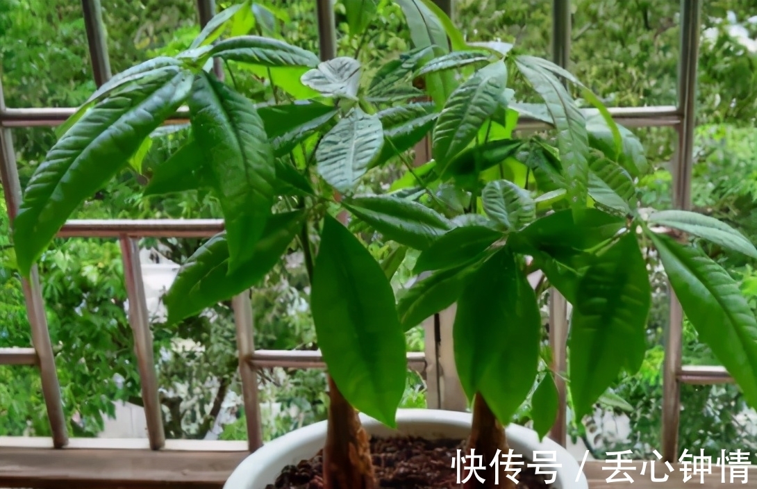 发财树烂根、叶片枯黄耷拉,养花人别灰心,调整这2点就好了