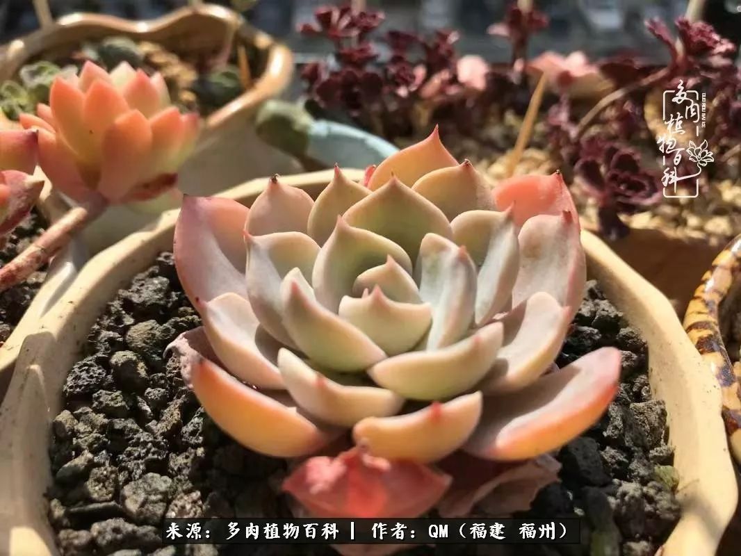 寒山转苍翠,秋水日潺湲——多肉未央,睹物思人!