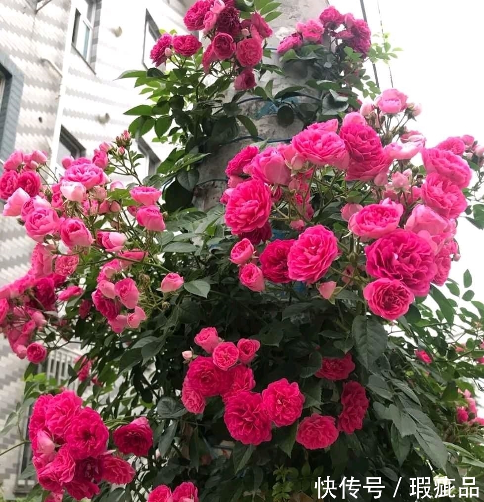 有机肥|给月季施肥,不要错过两个时间,春花多秋花不断开到爆