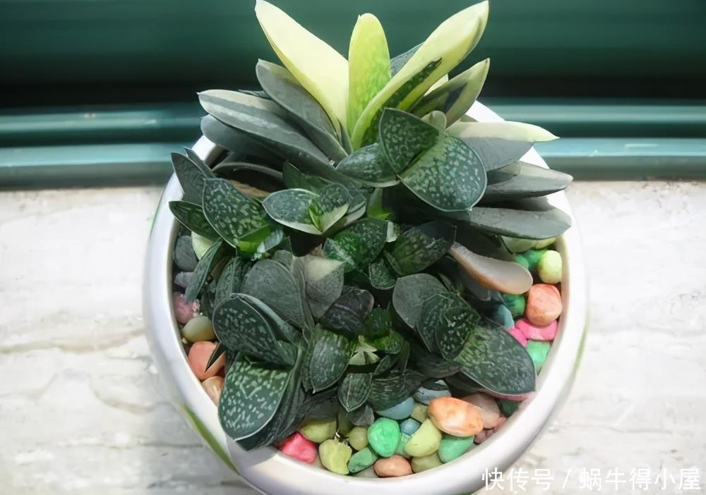 多肉植物|3种多肉不怕阴，北阳台摆几盆，清新可爱，生机勃勃