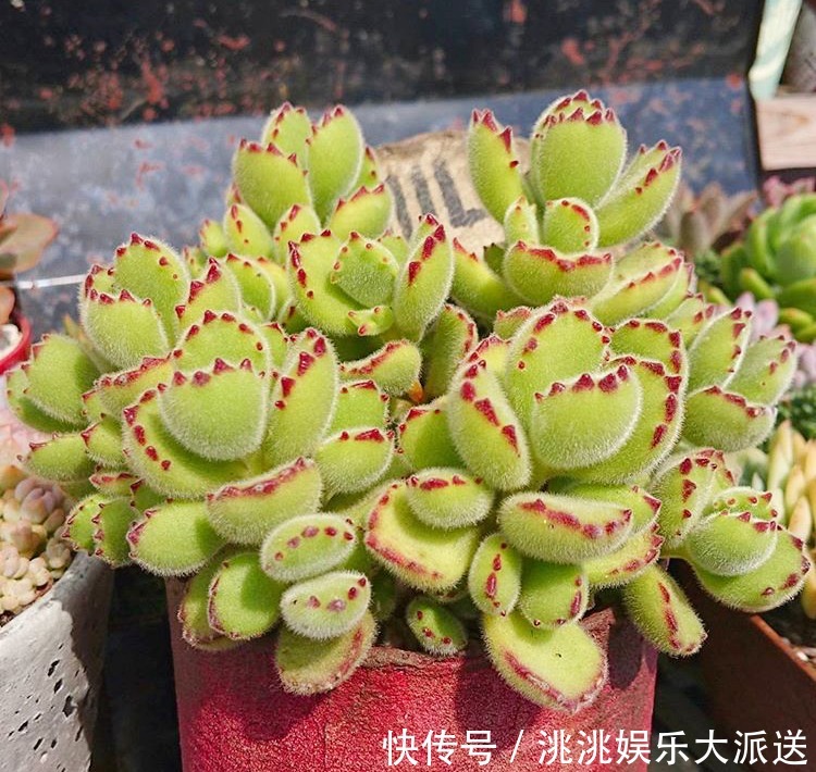 浇水|进入夏季,“多肉党”做好这3步,防止多肉“穿裙子”,一学就会