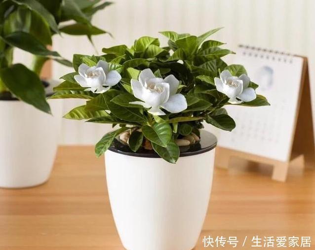 烦恼|螨虫、细菌最“厌恶”的3种花,赶紧养1盆,烦恼“消除”身体棒