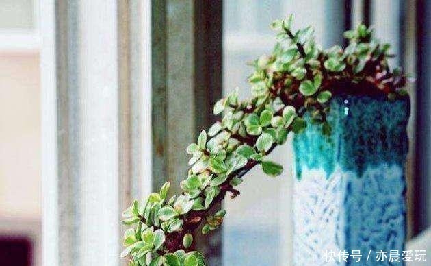 普通的盆栽金枝玉叶,有没有可能变为彩色叶片