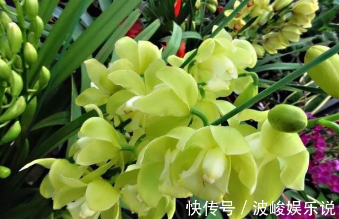 施肥|“兰花”怎么养做好5点,叶子油绿,开花多,又香又好看!
