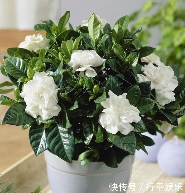 栀子花难养做好3点,南方北方都能养好,花期长,香味浓!