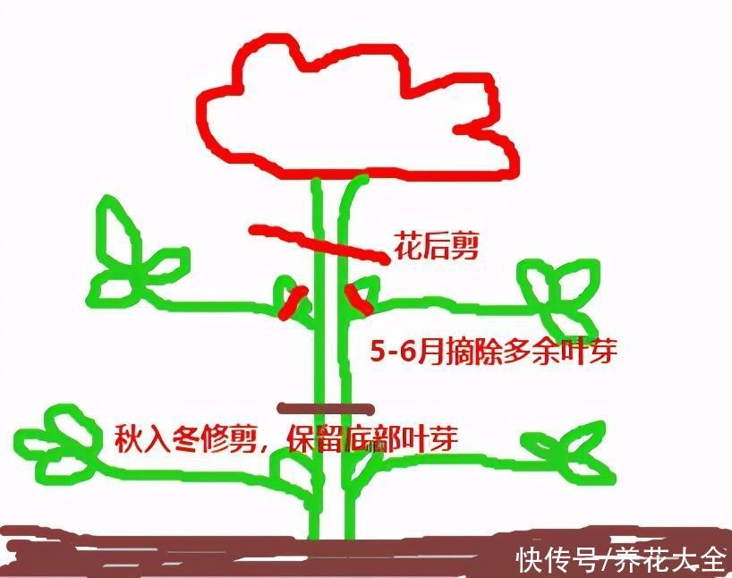 君子兰开完，会有3个“后遗症”，一定要重视