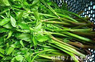 美味|养生最该吃的几种野菜,比吃肉鲜,比吃补药大补,纯天然绿色美味