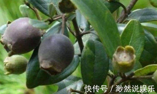 高产|助阳补阴，明目壮肾的乌饭子，农民掌握种植要点，收获高产乌饭子