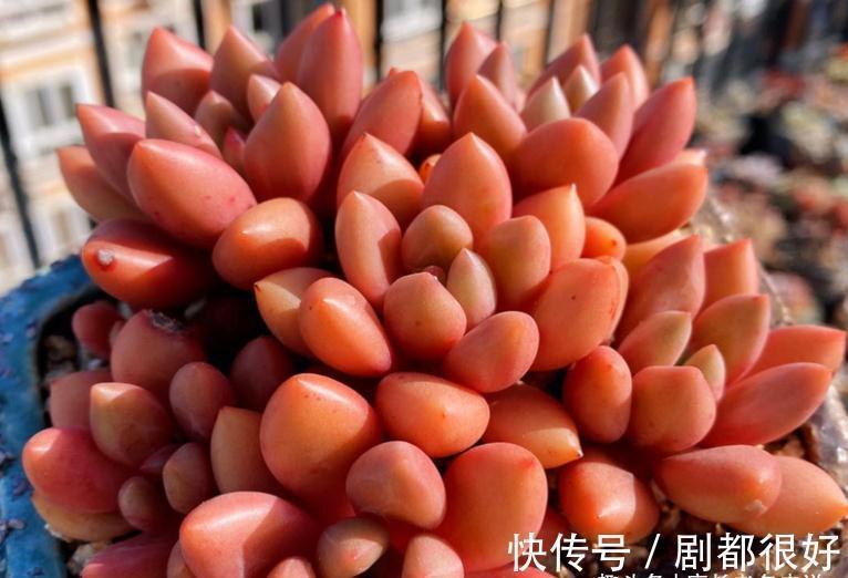 多肉|想打造多肉十里桃林?别只盯着桃蛋,此8个品种也许更合你的口味