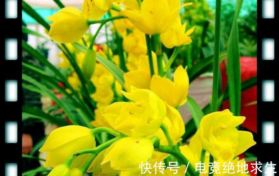 黄金小神童是何兰花,有何优点,该如何养护