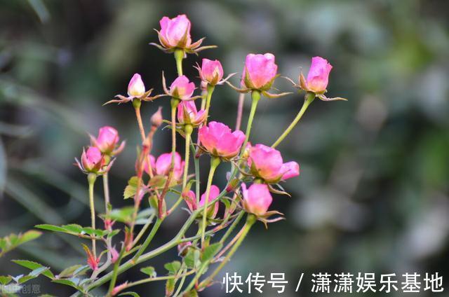 复合肥|天气转暖，建议少买4种花，观花时间短不说，还难度夏