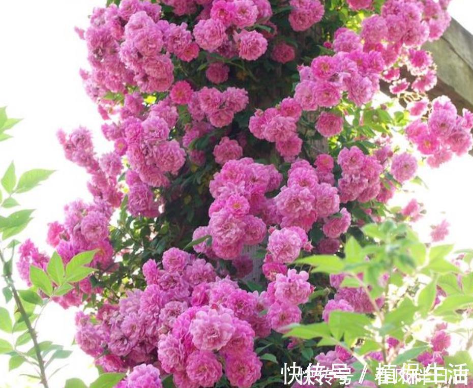 月季|居家就养此款花卉,开花大又香,开出一片花海