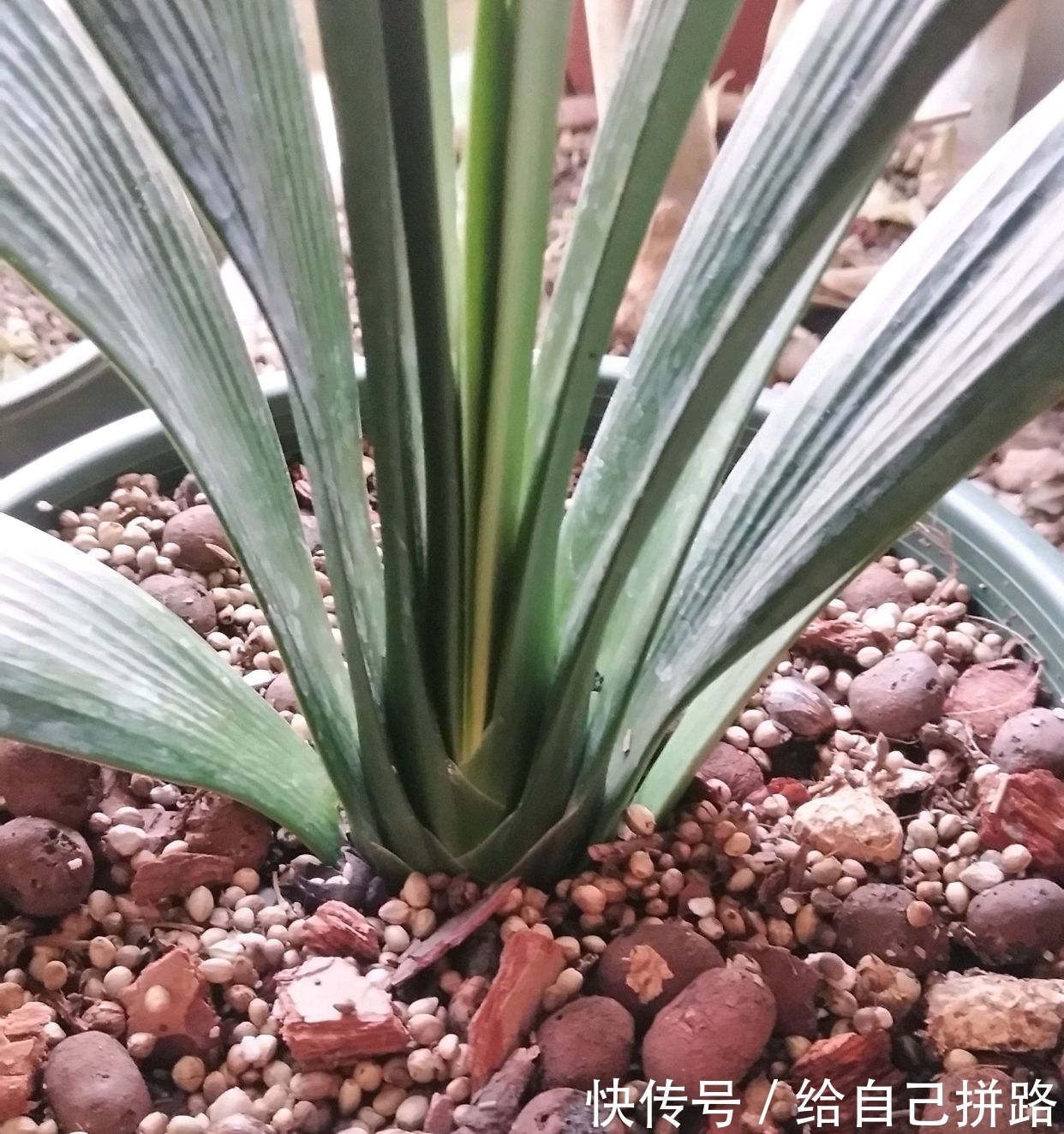 盆土|在君子兰盆土中混入大量的麻籽作为肥料会烧根吗?换个栽培方式