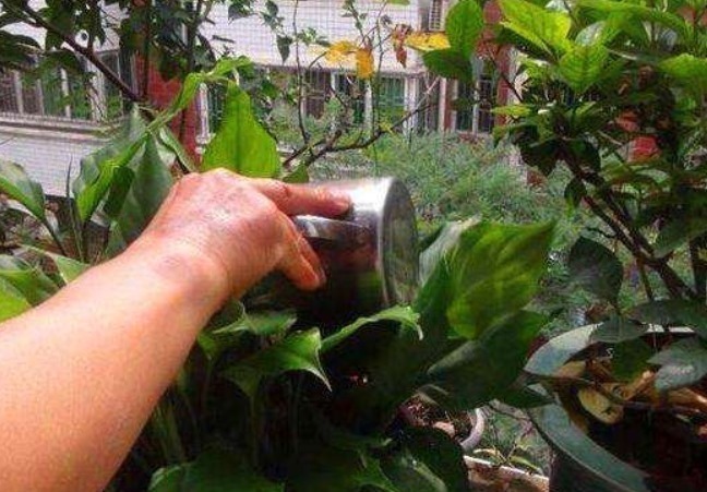 土壤|3种错误的养花方法,你有没有做过难怪养起花会越养越“糟”