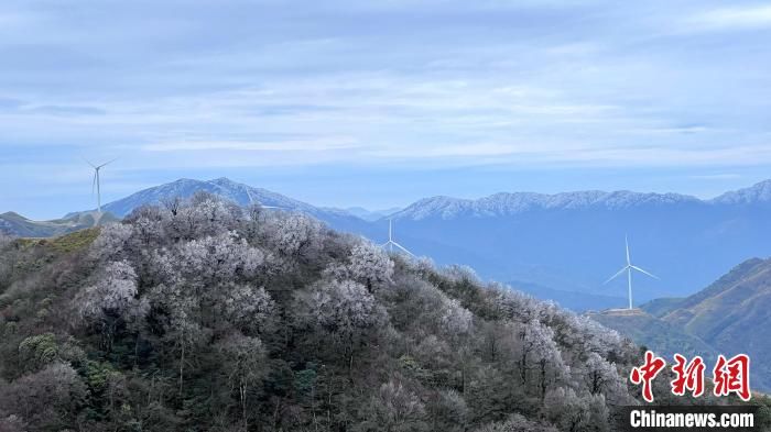 桂北|桂北高寒山区寒潮下树木一夜“白头”